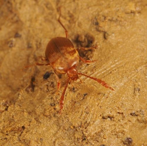 Réf. 191 302 : Baronniesia delioti
